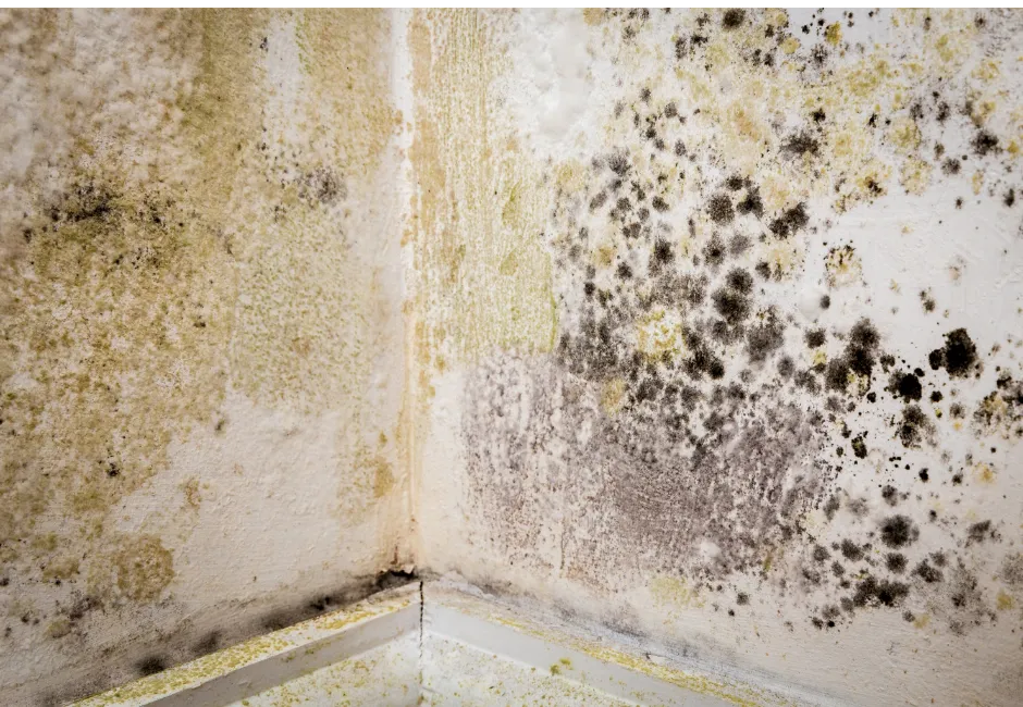 The Danger of Mould in House