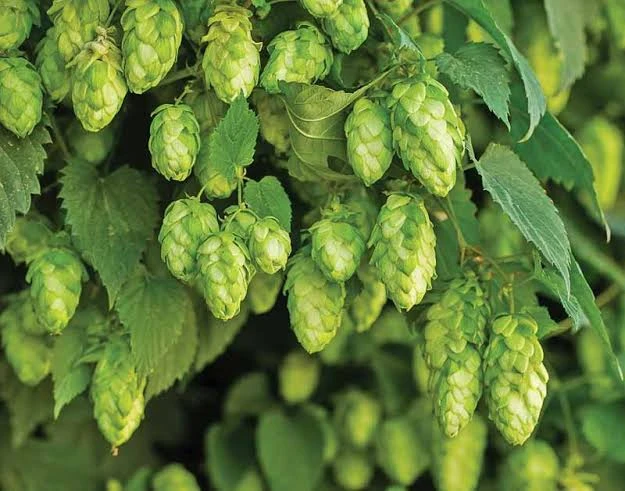 hops plant flowers