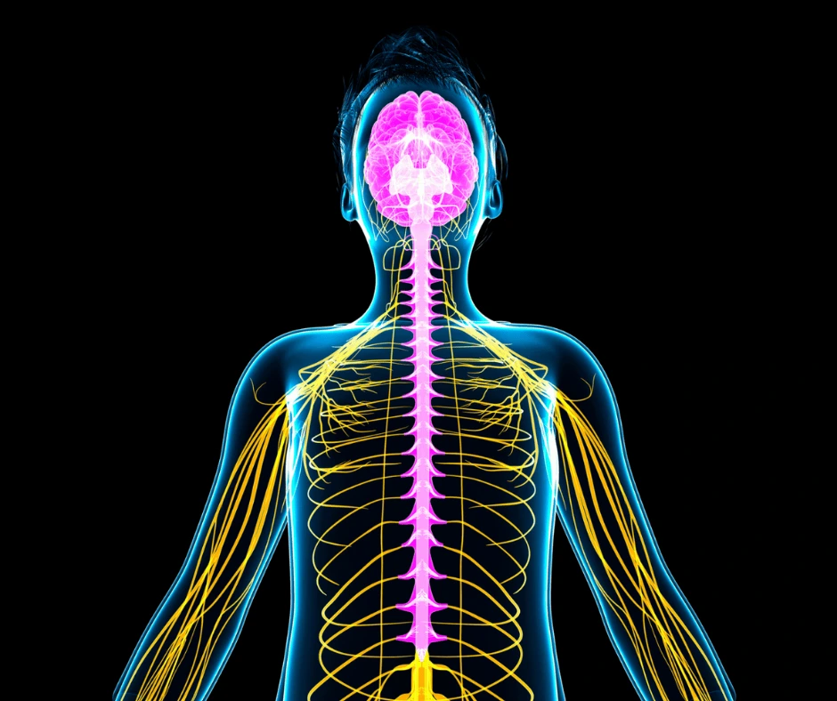 Vagus Nerve 