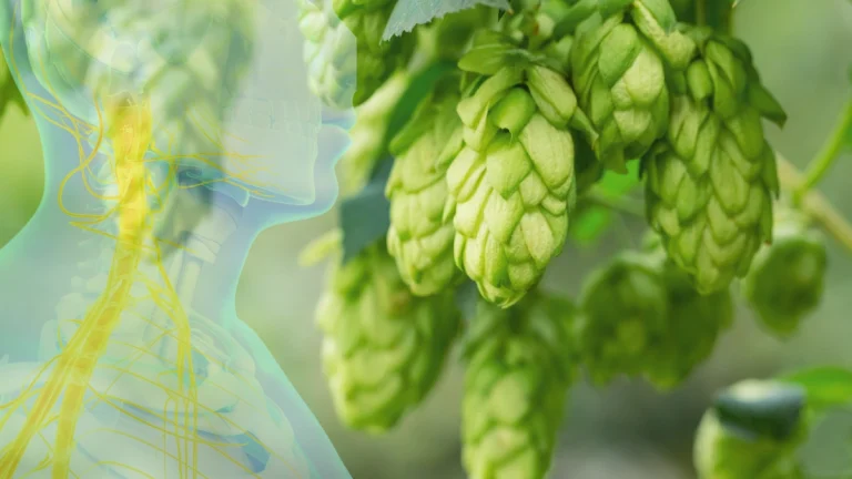 Hops and the Vagus Nerve